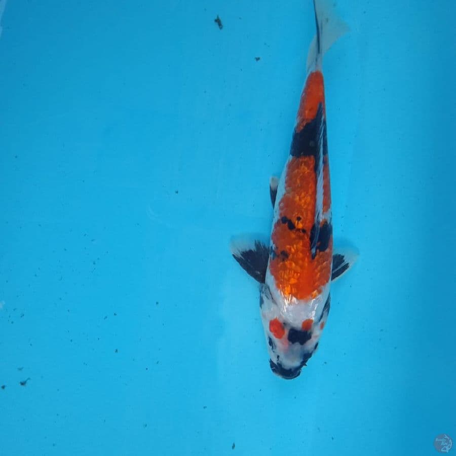 showa 24cm
