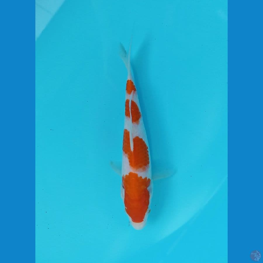 kohaku 19cm