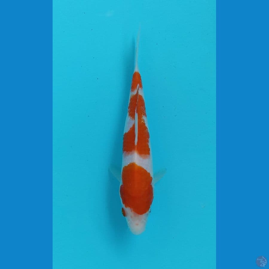 kohaku 18cm