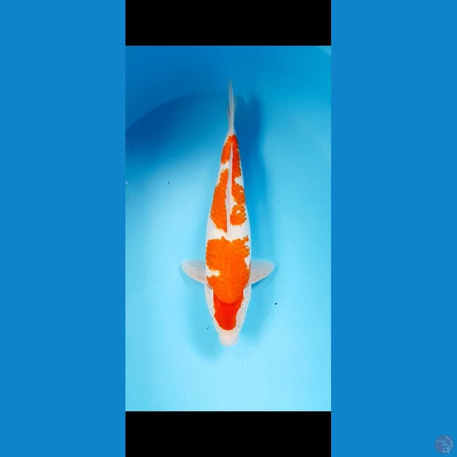 kohaku