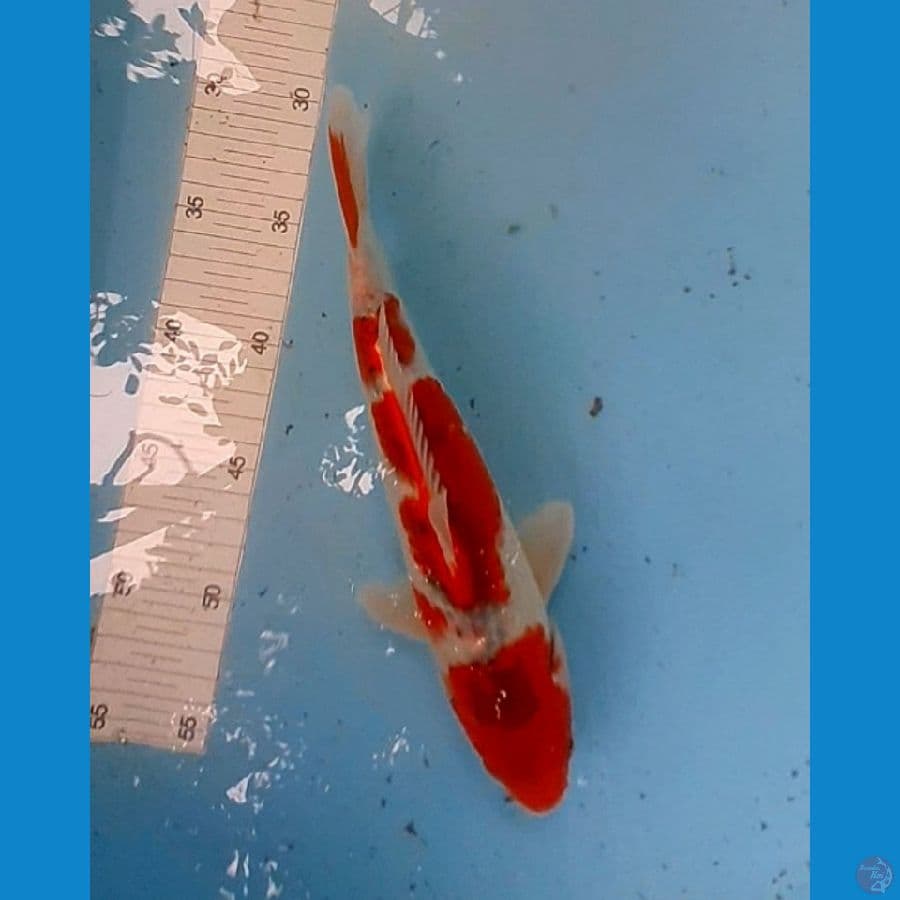 Goshiki 28 cm