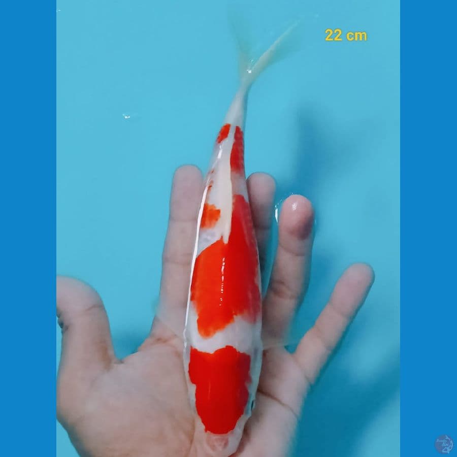 kohaku 22 cm