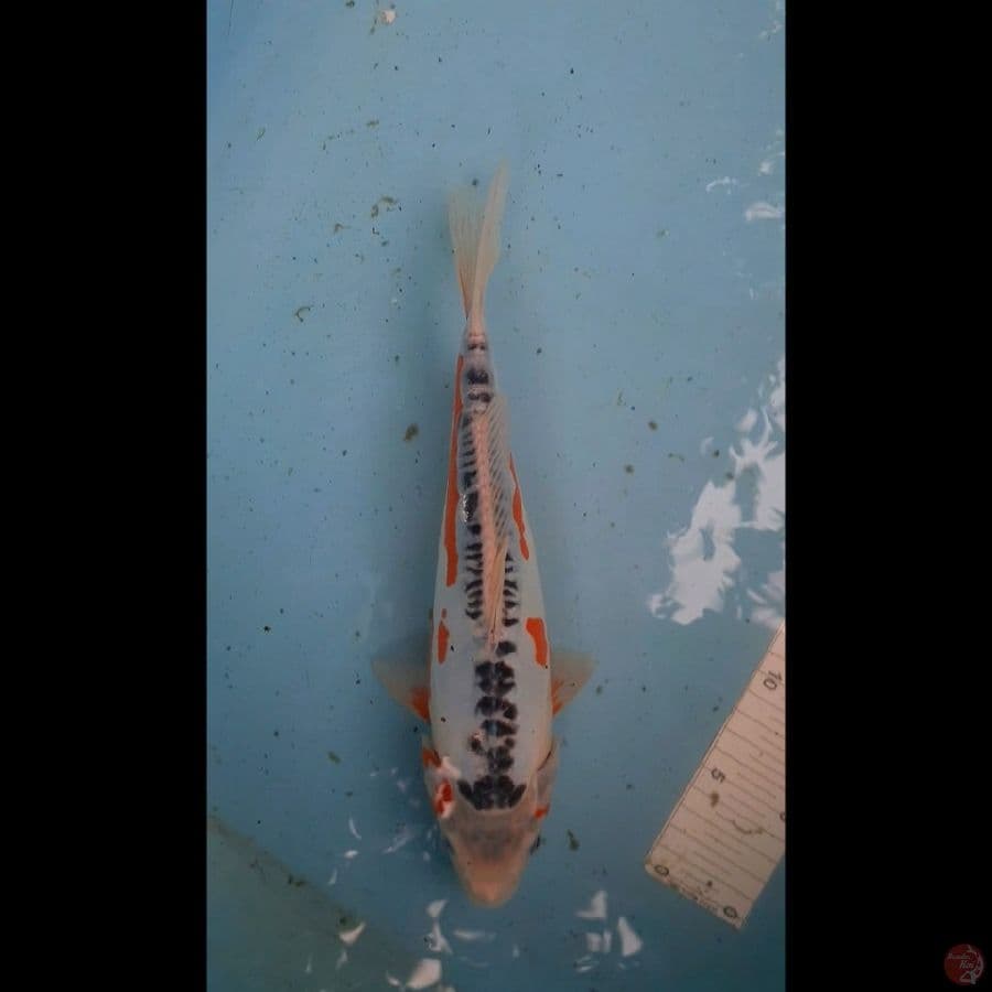 Shushui 33 cm