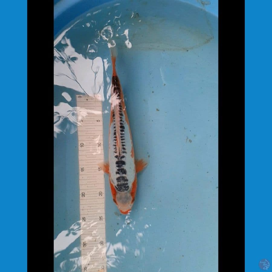 Shushui 33 cm