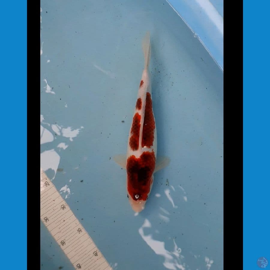 Goromo 28 cm