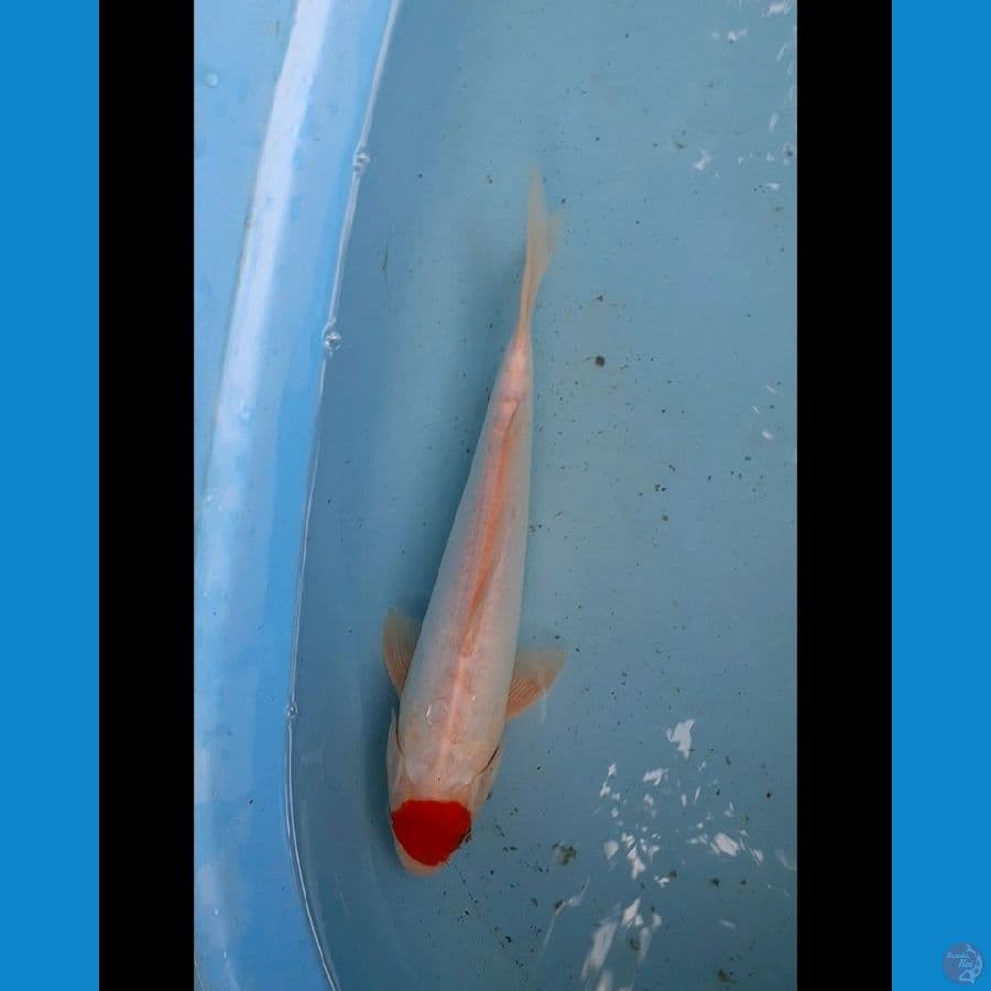 Tancho kohaku doitsu ori 30 cm