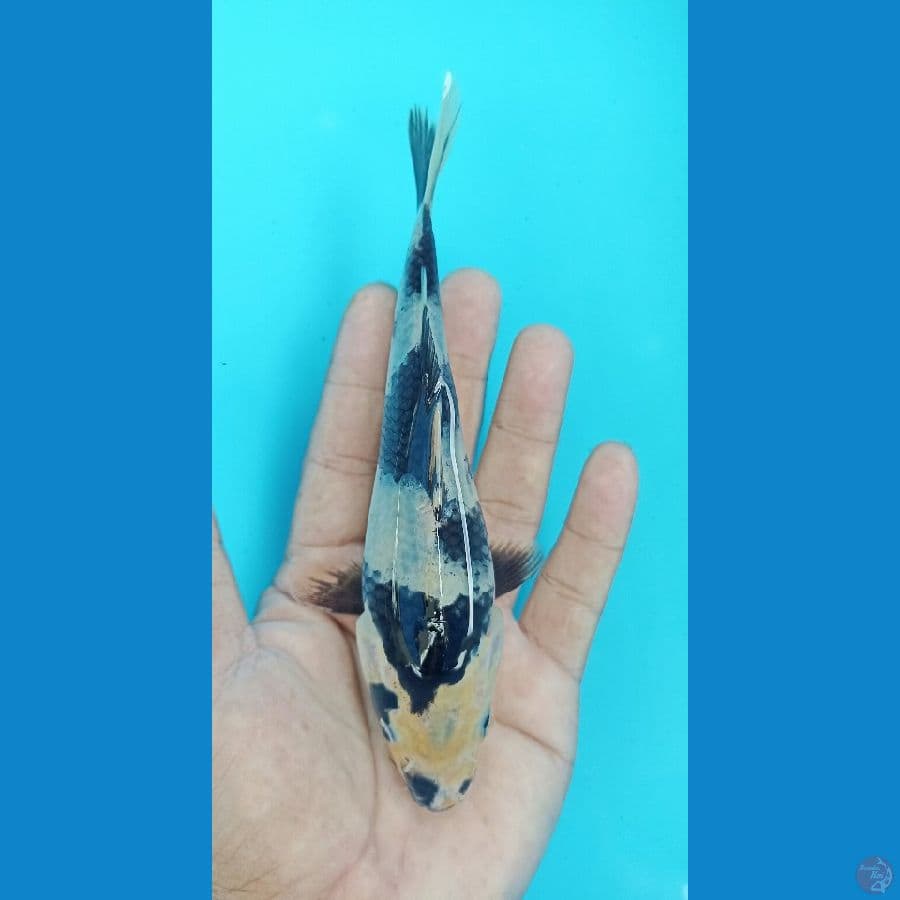shiro 18cm