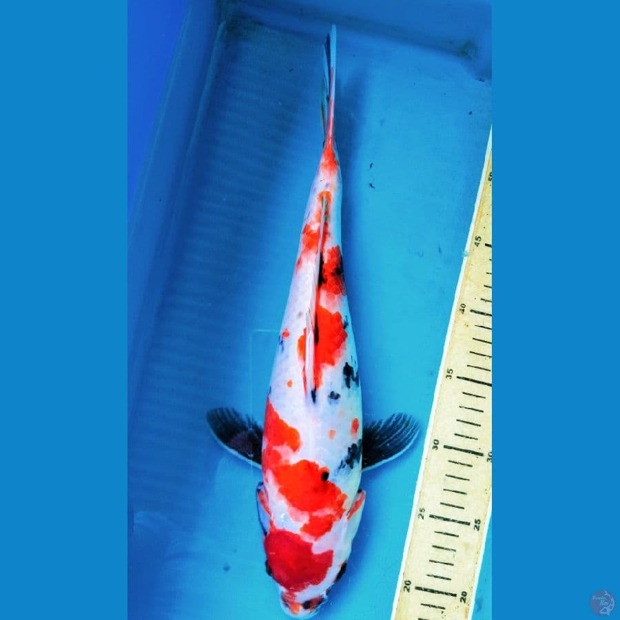 Showa | 38cm | betina