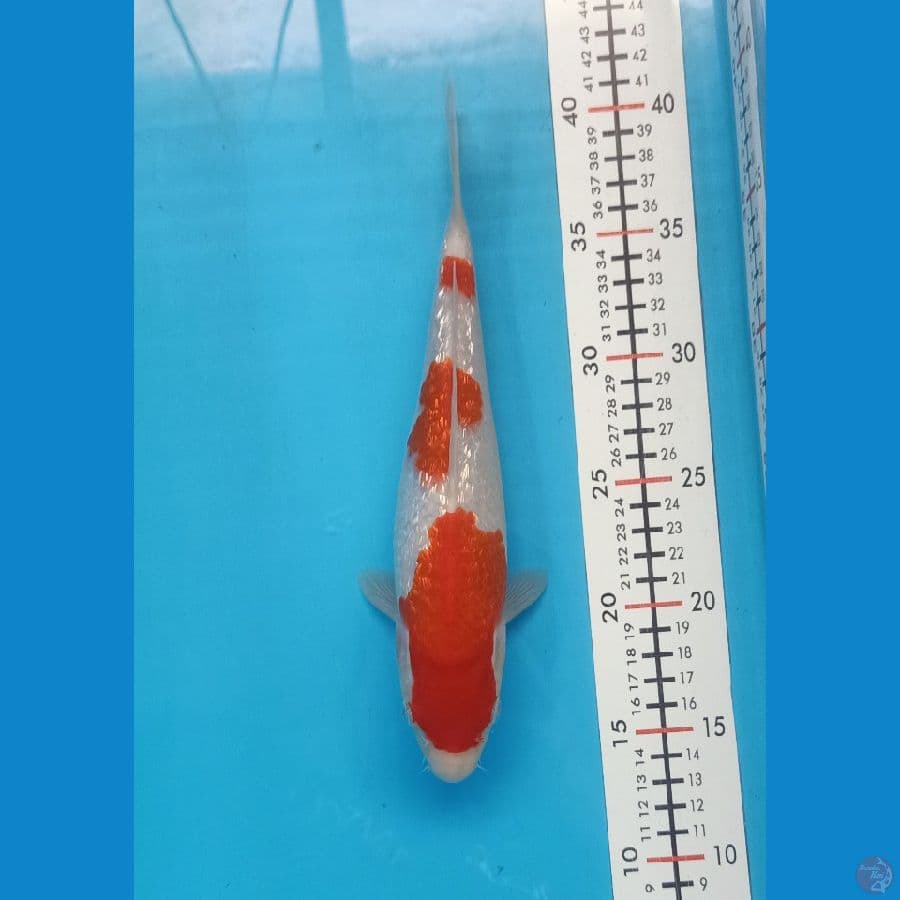 Kohaku gindrin size 26 cm