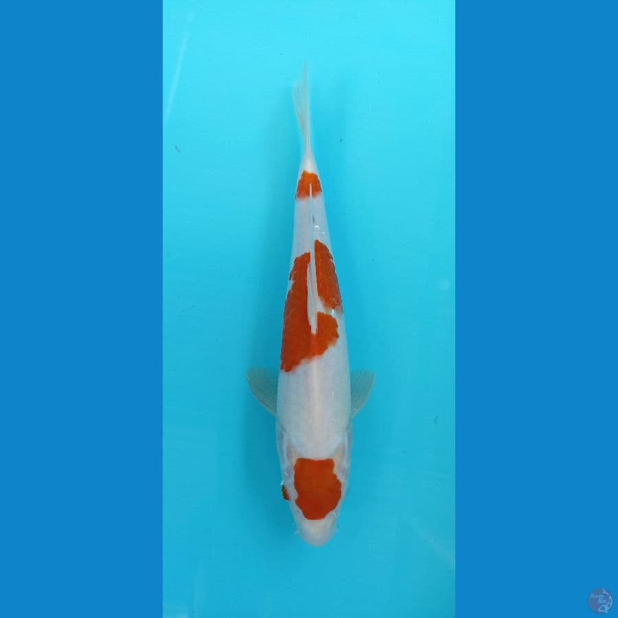 maruten kohaku 28cm