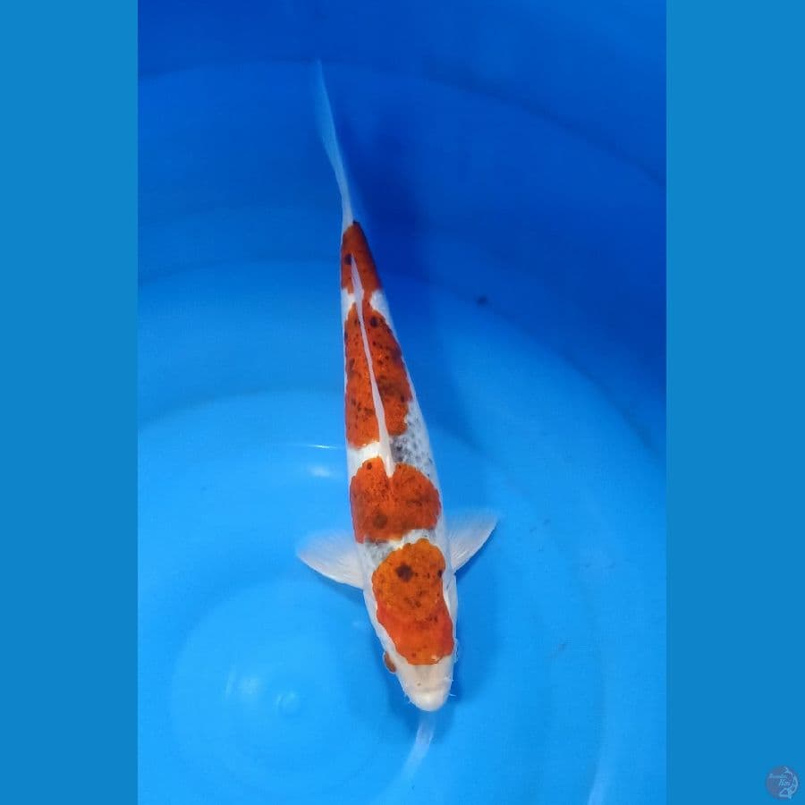 Koromo ghosiki size 30 cm