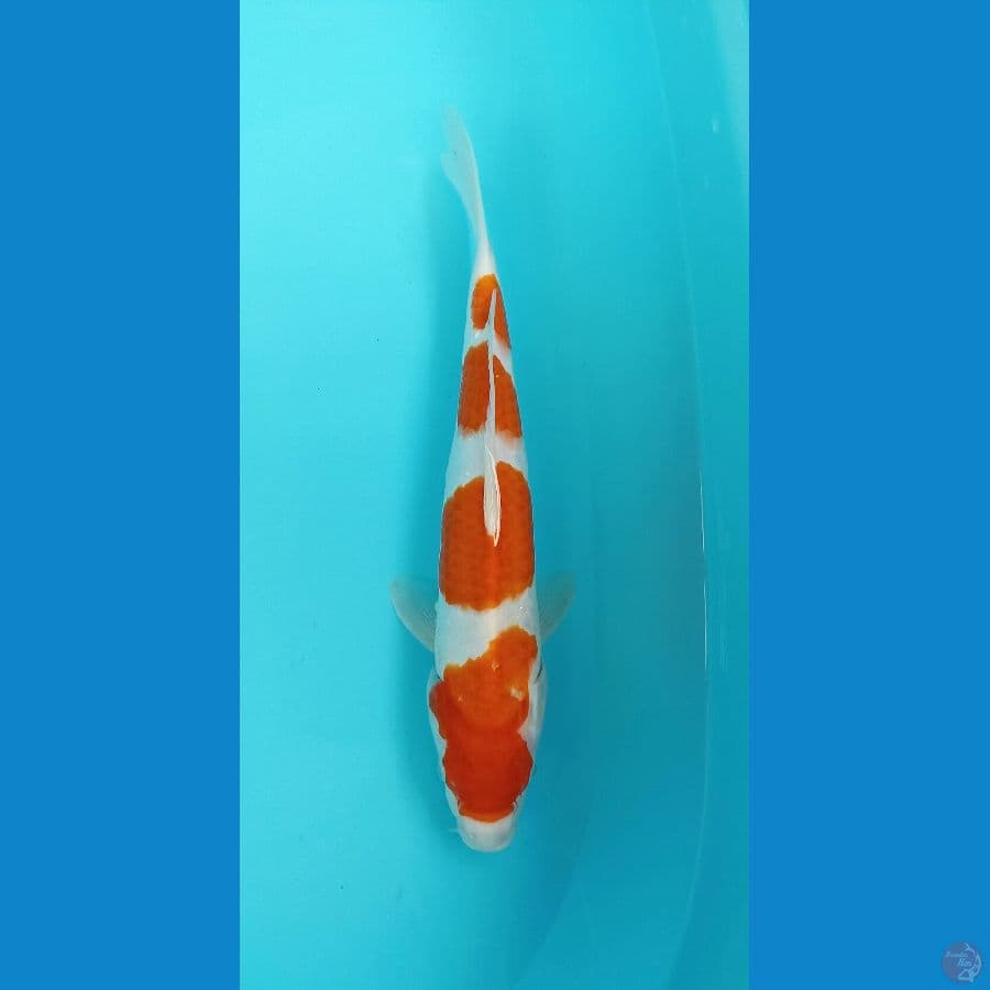 kohaku 32cm