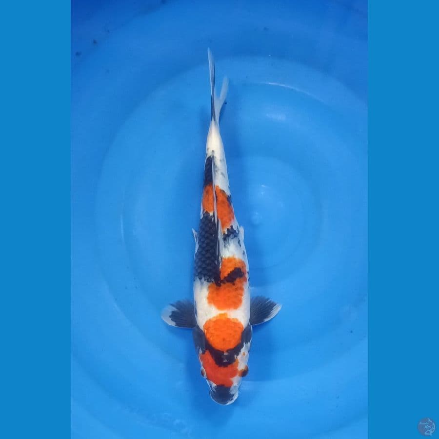 Showa size 30 cm f
