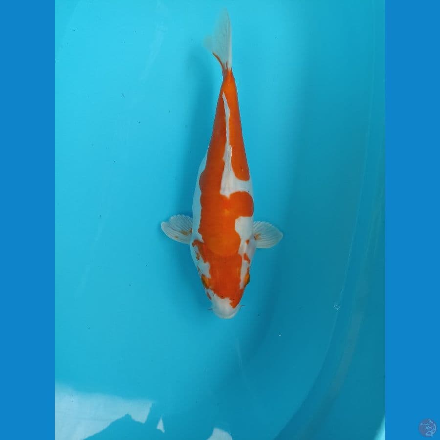 short body kohaku doit 35cm