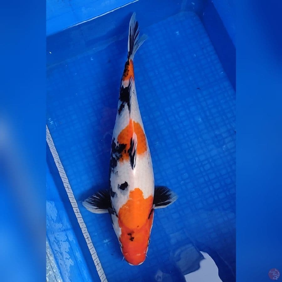 JUMBO SHOWA 47cm/Fm