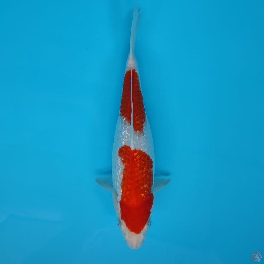 kohaku ginrin SQ