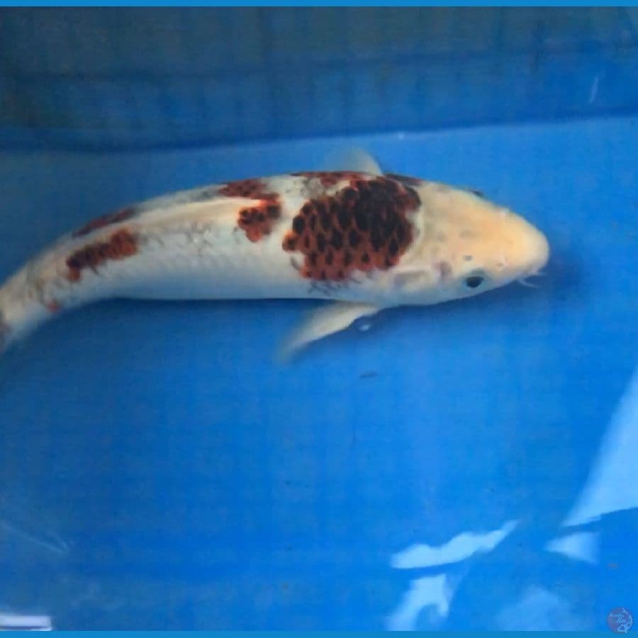 GOROMO 25cm male