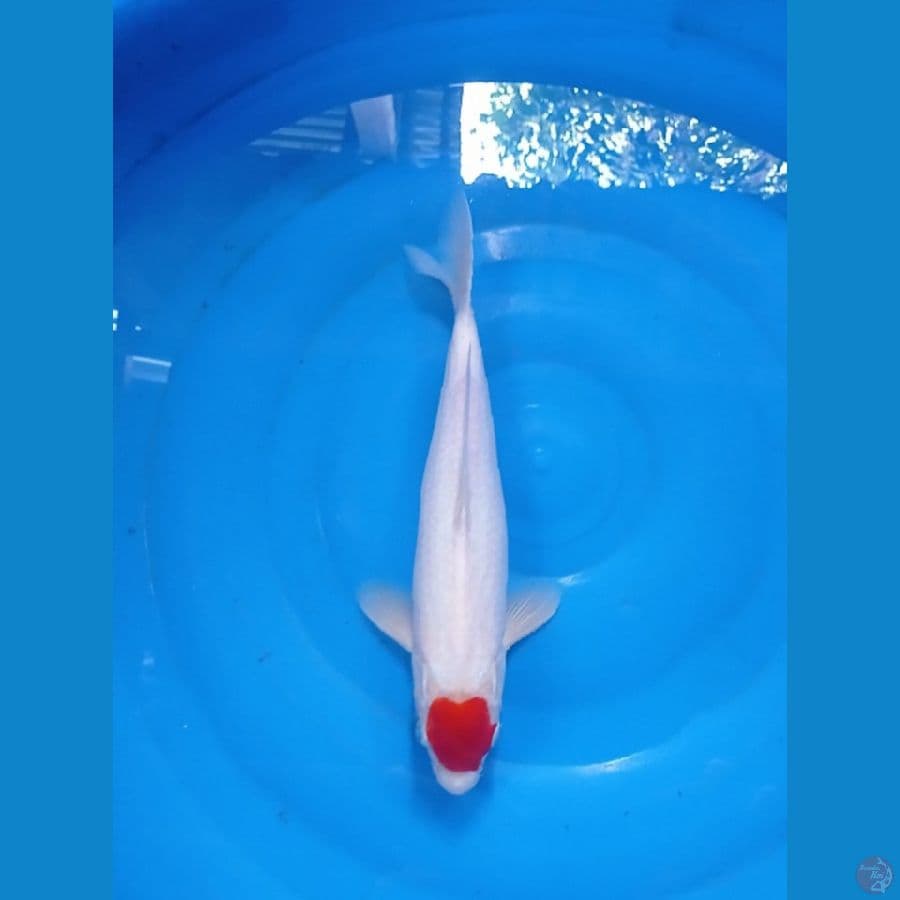 TC kuhaku ori male