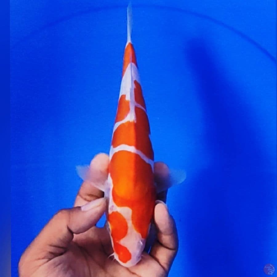 KOHAKU DOID 24CM