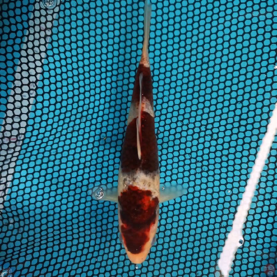 *GOROMO//ML/22 CM*