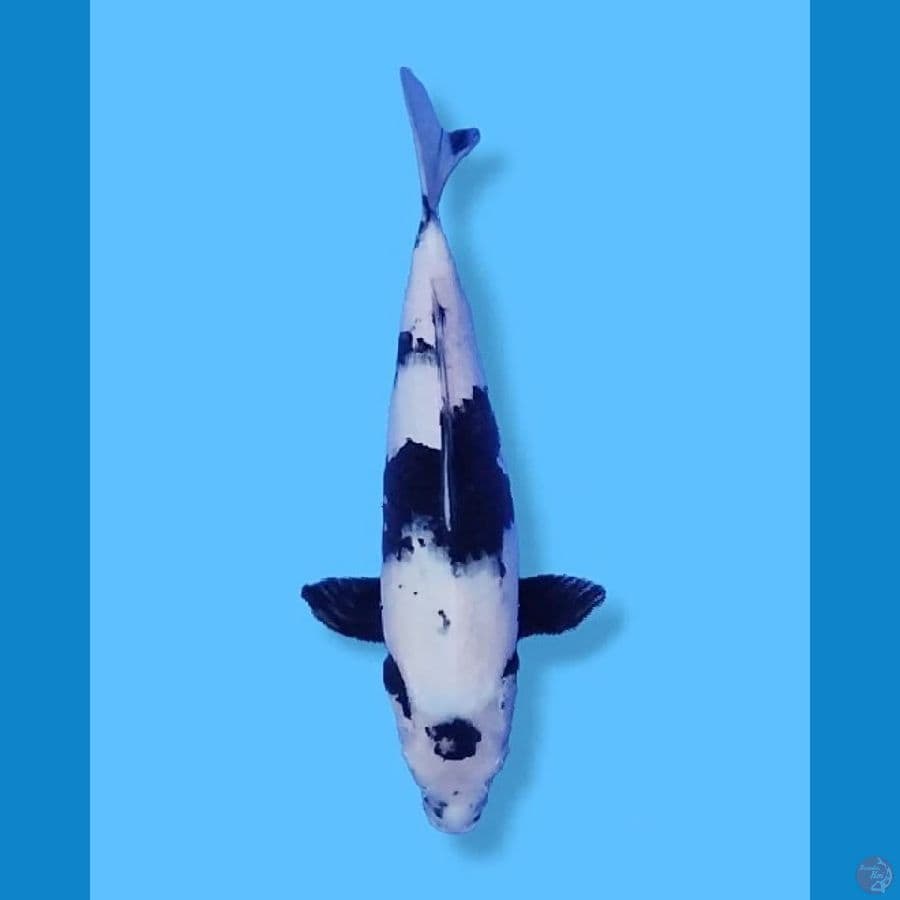 Shiro Utsuri 30CM FM