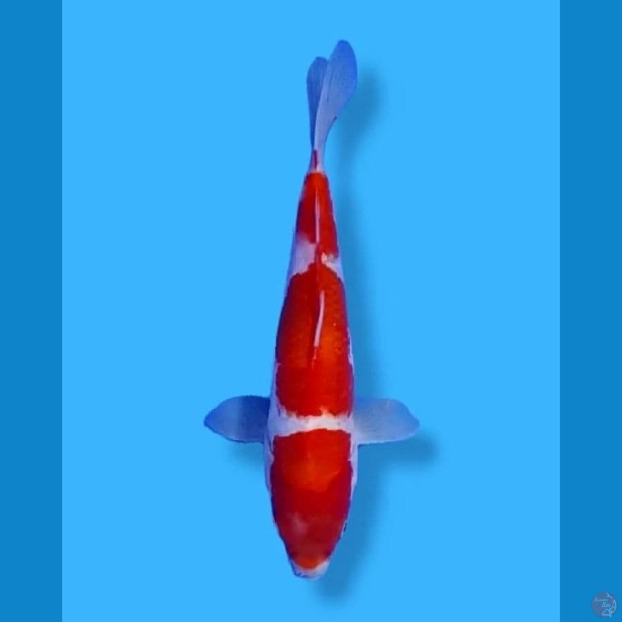 Kohaku 30BU Female
