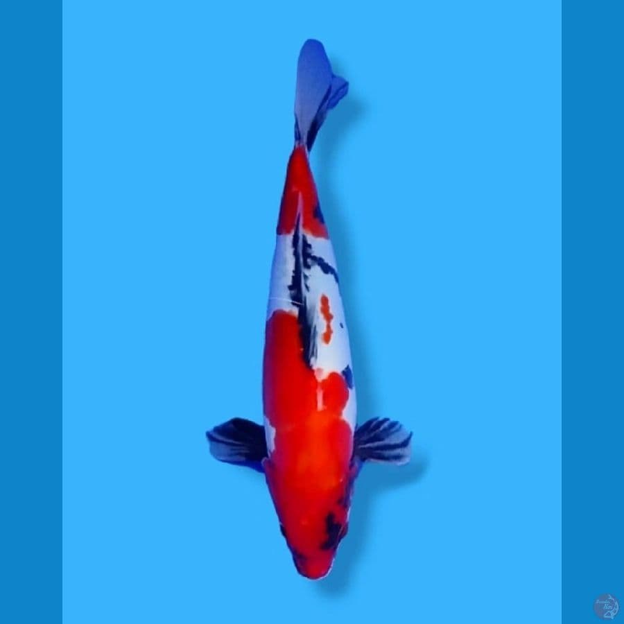 Showa Doitsu Murni 30CM Female