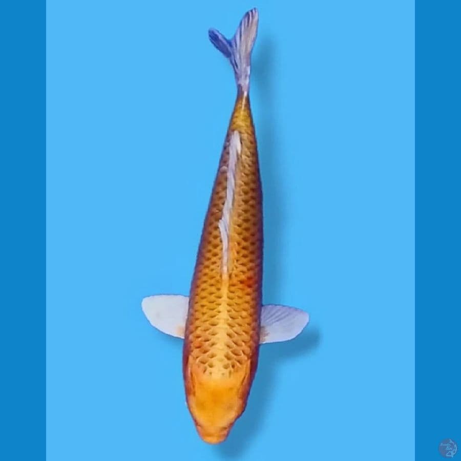 Kropyoke Golden Cron 30CM Female