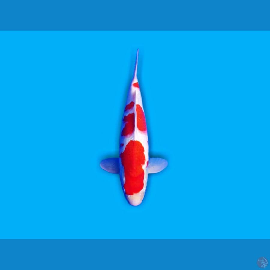 KOHAKU STRONG BODI BAGUS SUPER QUALITI 40 CM MALE