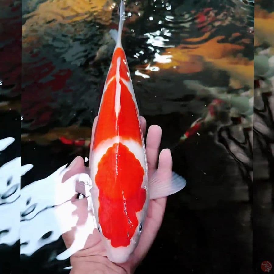 kohaku 31cm