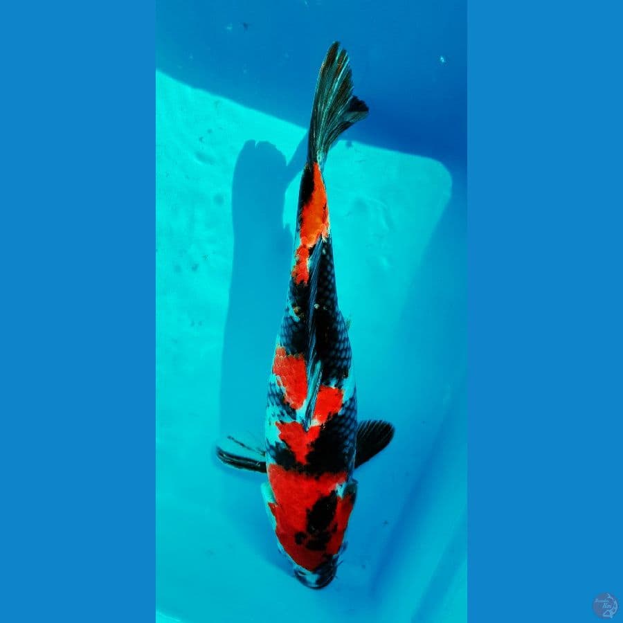 KYAI 2 SHOWA FM-34CM