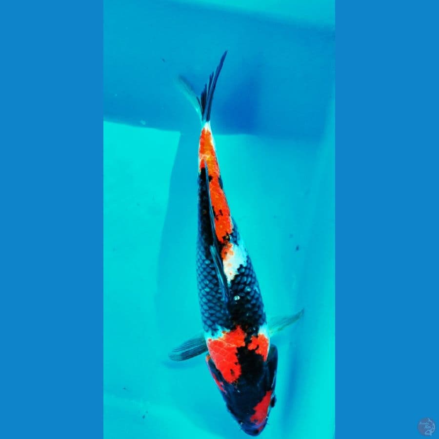 KYAI 3 SHOWA FM-34CM