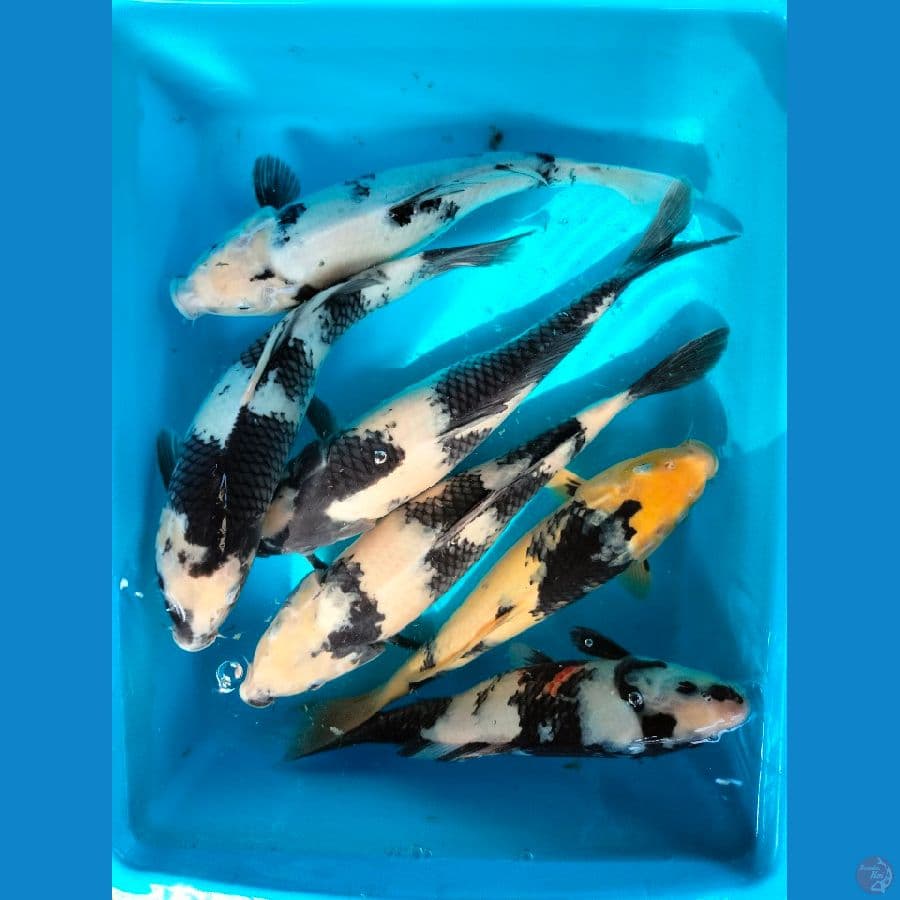 KYAI 9 SHIRO 30-38CM