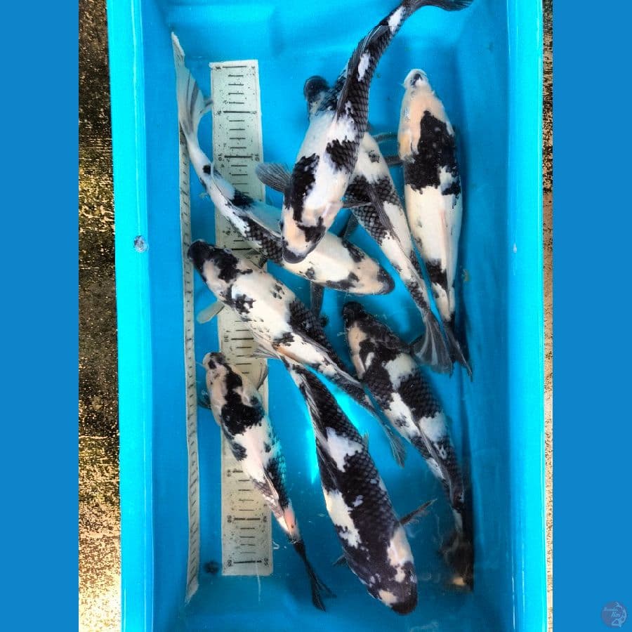 KYAI 10 SHIRO 32-43CM