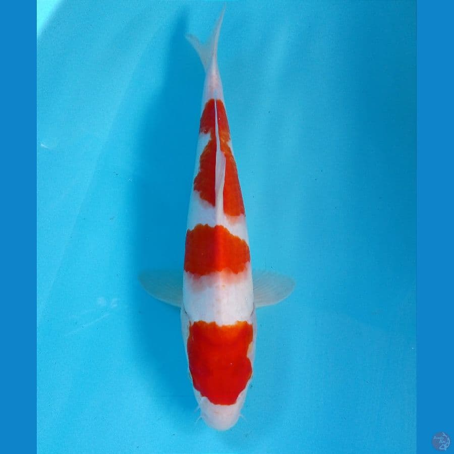 kohaku 30 cm
