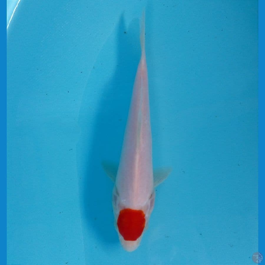 tancho 18 cm