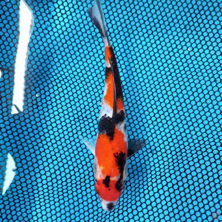 *MARUTEN SHOWA//ML/23 CM*