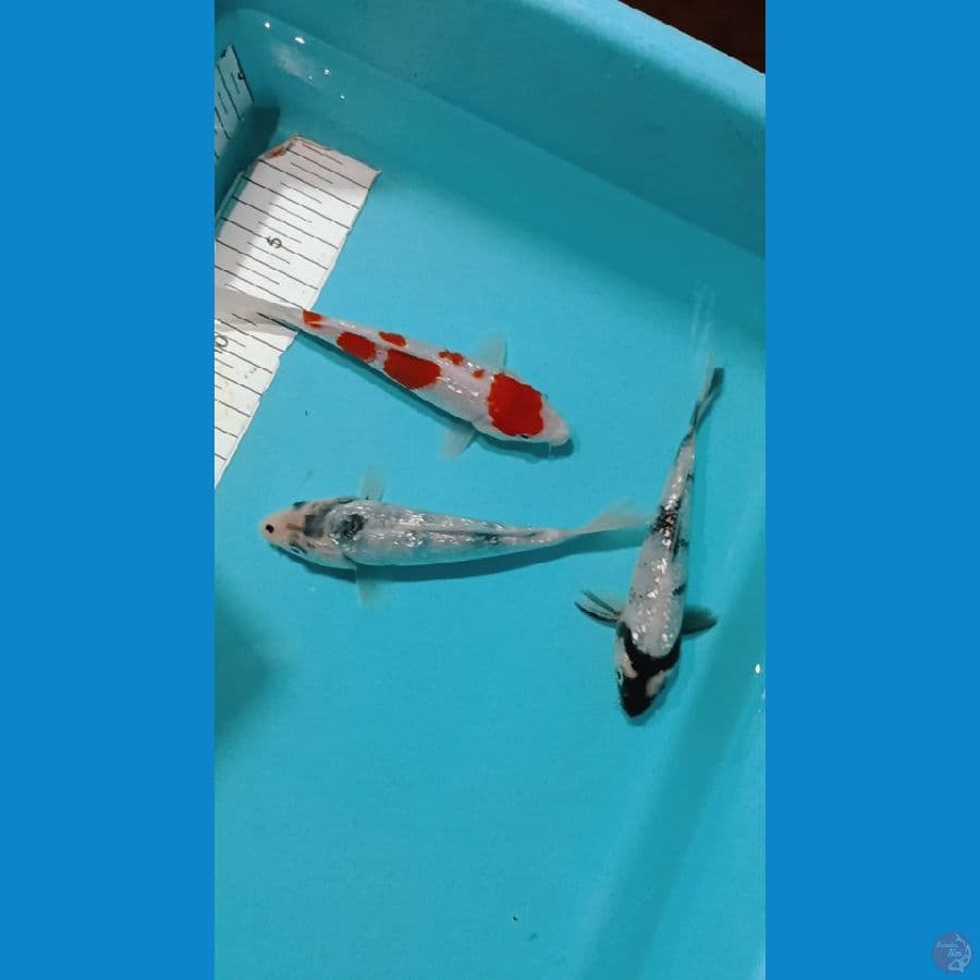Paket Mix Ginrin 3ekor Sz 15bu