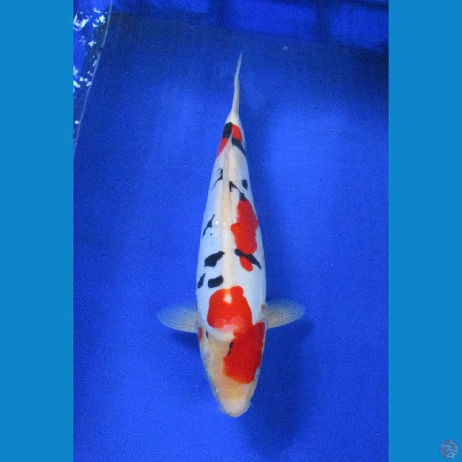 sanke doitsu ±37cm