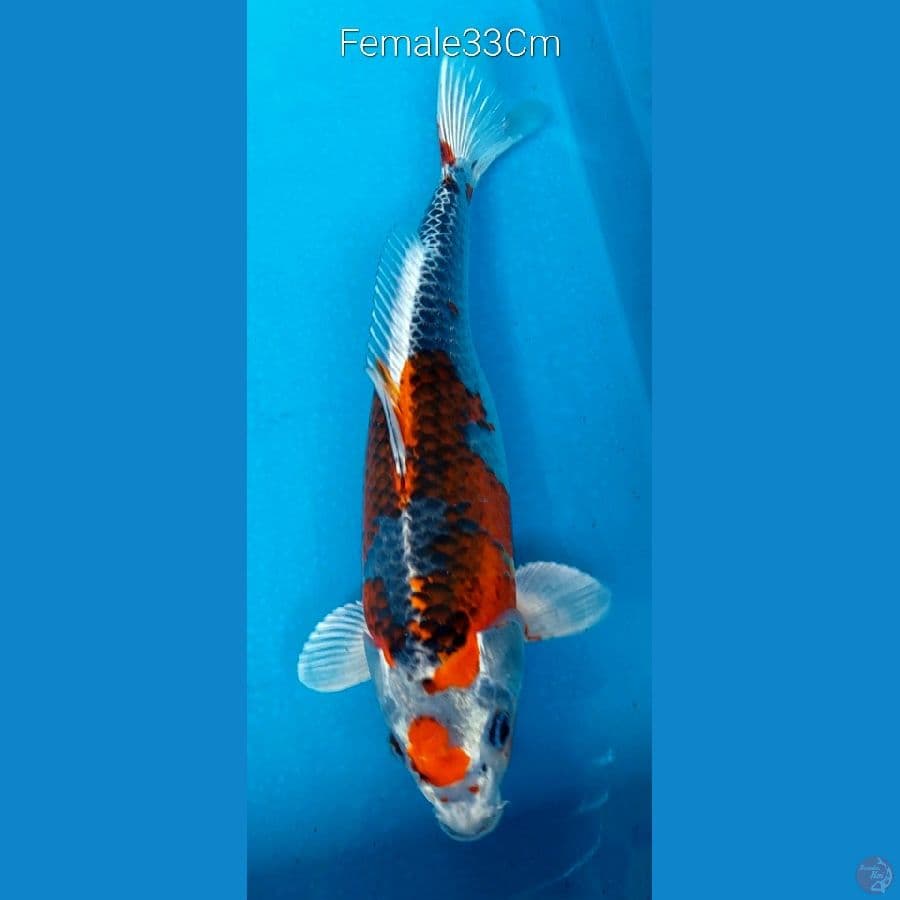 Kujaku F33Cm