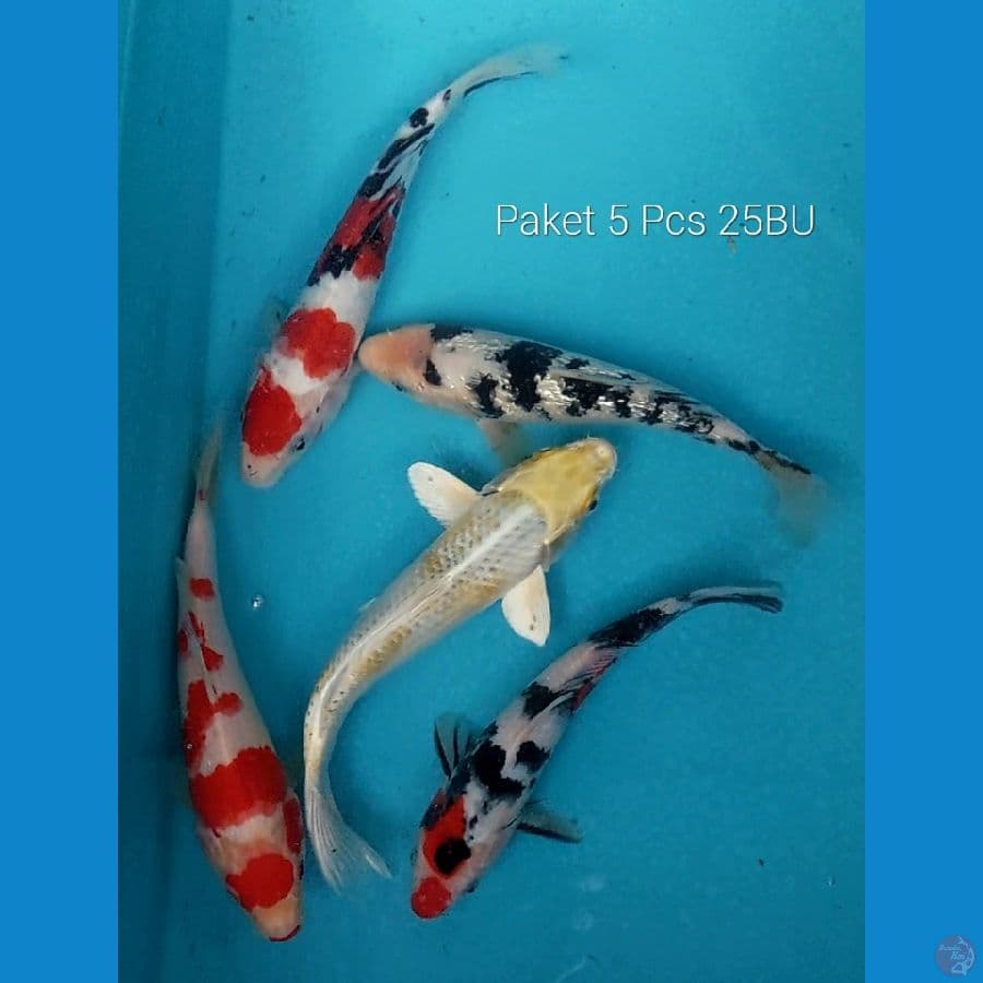Paket 5 Pcs 25BU