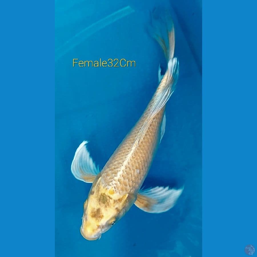 Ogon Butterfly F32Cm