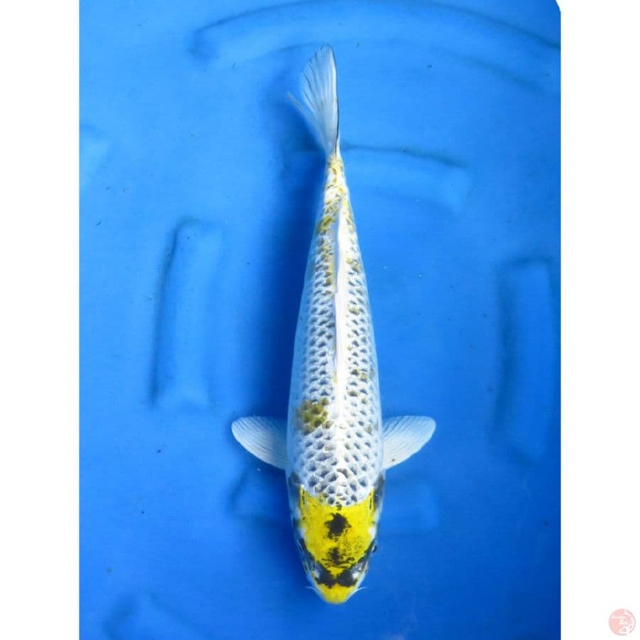 Kawarimono - 43cm
