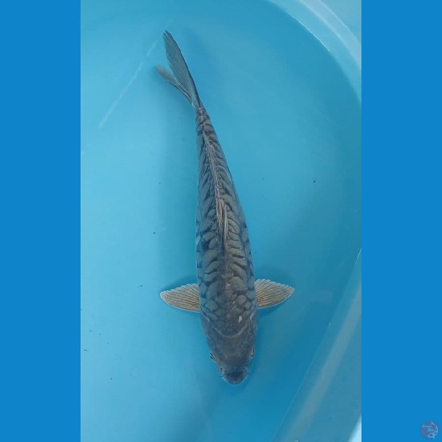 aragoke 38cm