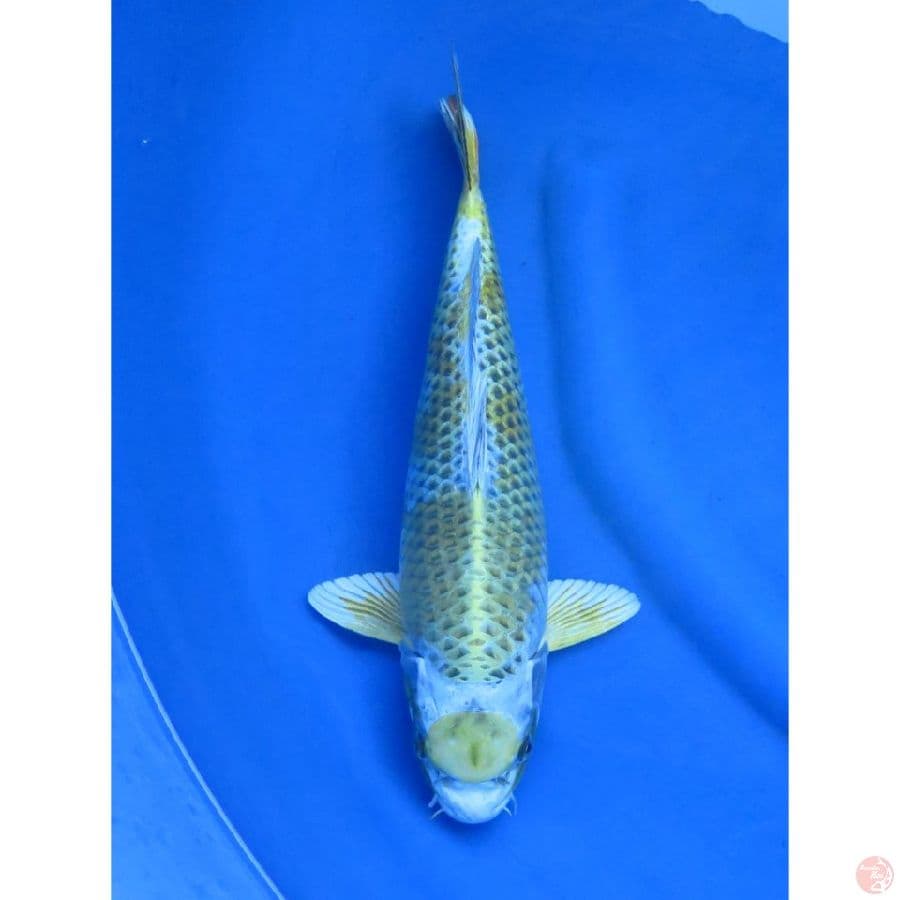 Kirin Kujaku - 34cm