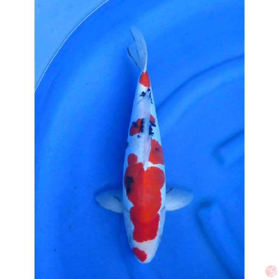 Sanke Doitsu Murni - 42cm