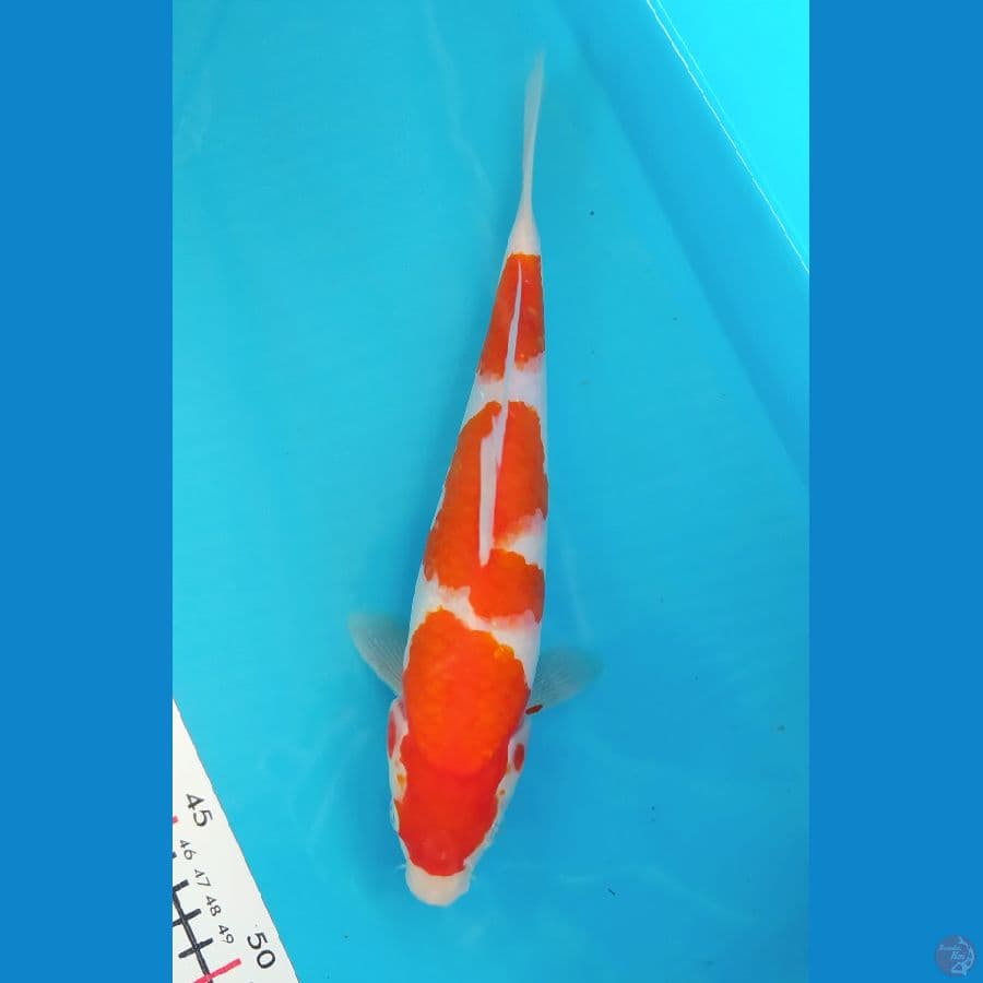 KOHAKU 27CM FEMALE