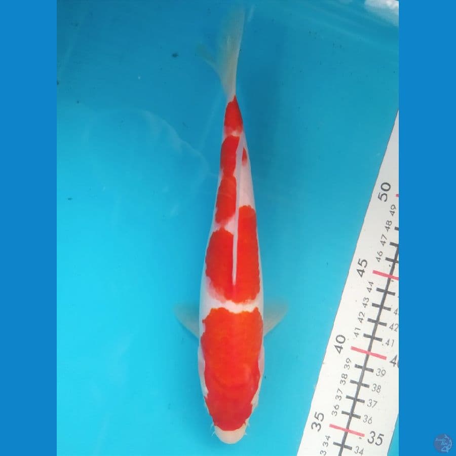 KOHAKU 24CM FEMALE