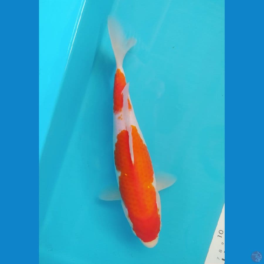KOHAKU 27CM FEMALE