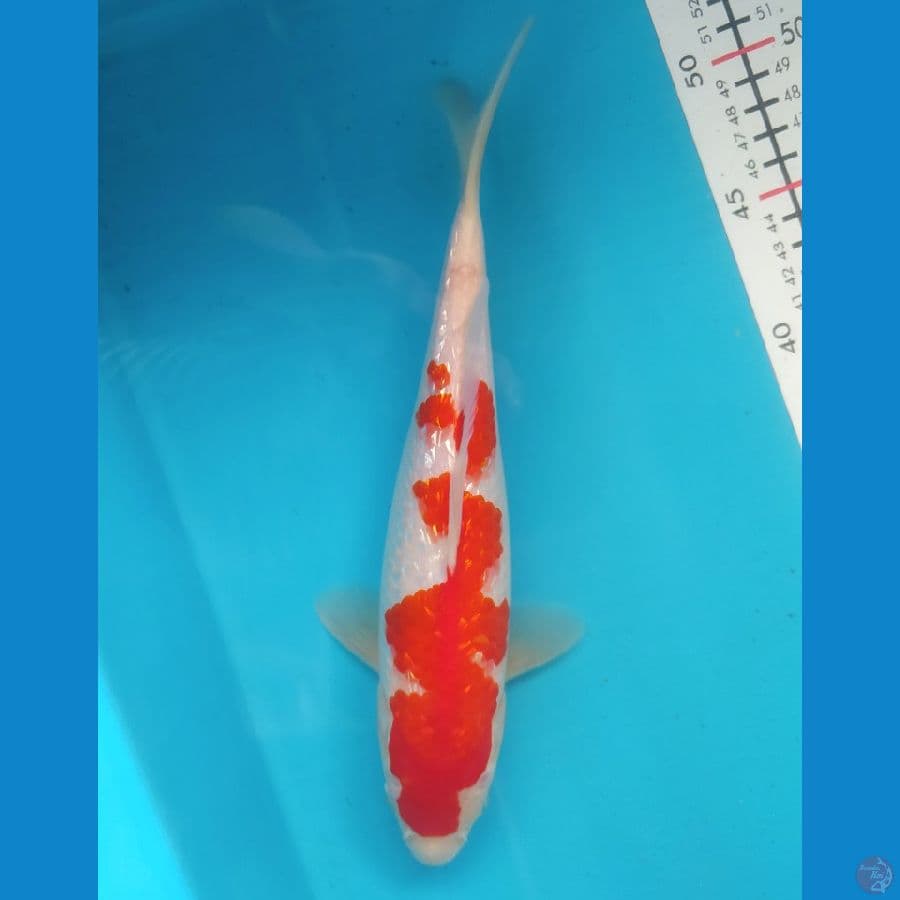 KOHAKU GINRIN 28CM FEMALE
